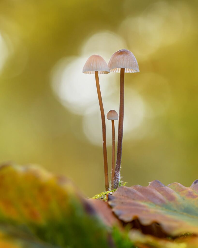 Kyle van Bavel Macro Photography: A captivating showcase of the intricate beauty of nature’s smallest wonders, highlighting vivid details of flowers, mushrooms and insects through masterful macro photography.